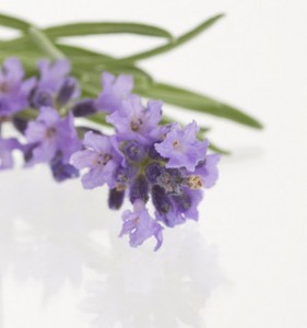 Lavendelpflanze_Flickr